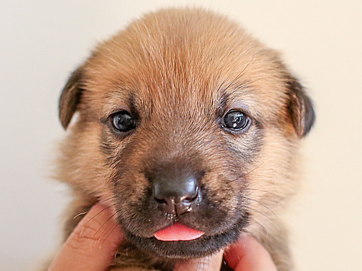 chinook puppy